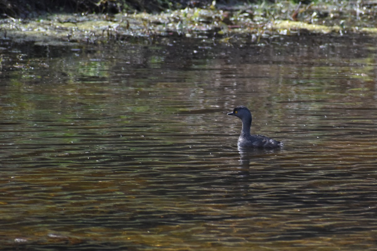 Least Grebe - ML595865591
