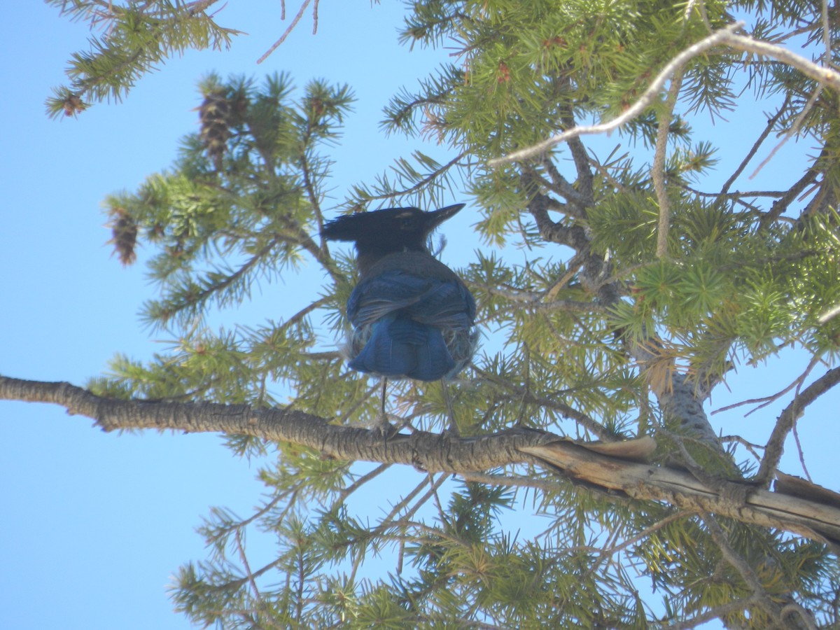 Steller's Jay - ML595865831