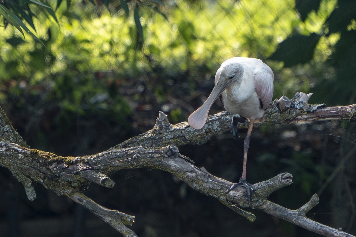 Roseate Spoonbill - Ben Nieman