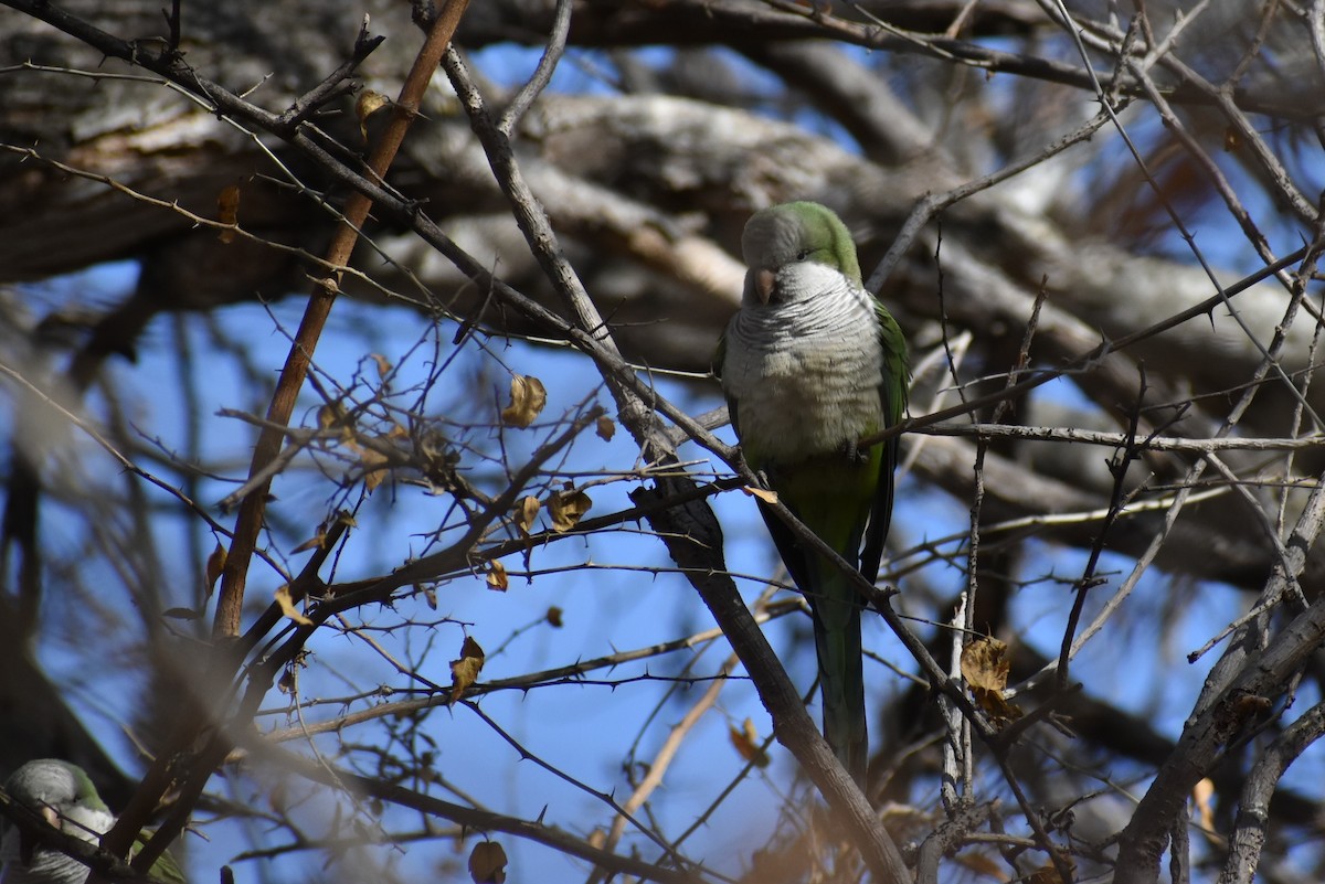 Monk Parakeet - ML595866371