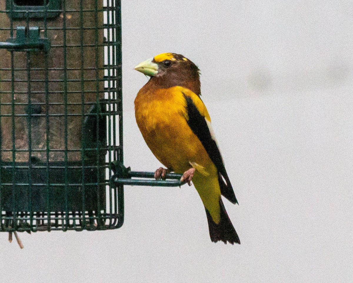 Evening Grosbeak - ML595866441