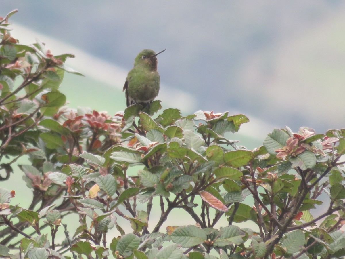 Metalura Verde - ML595866631