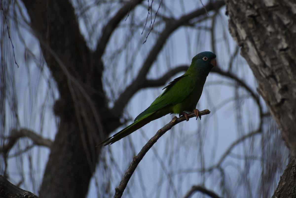 Blue-crowned Parakeet - ML595866641