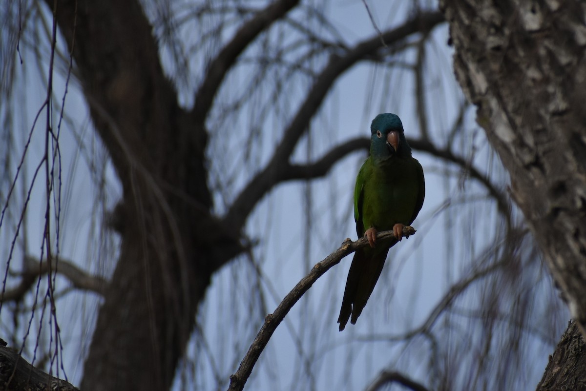Blue-crowned Parakeet - ML595866651