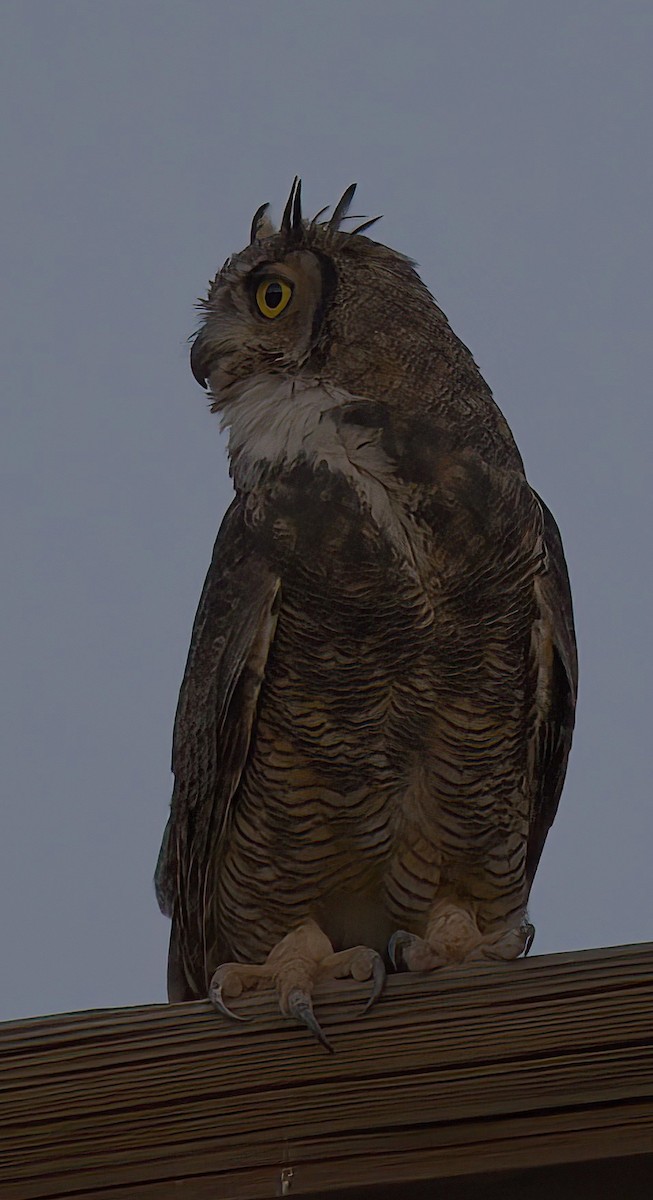 Great Horned Owl - ML595866661