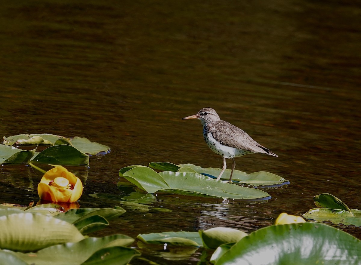 Spotted Sandpiper - ML595866811