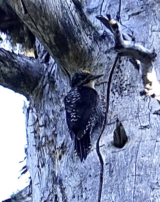 American Three-toed Woodpecker - ML595866871