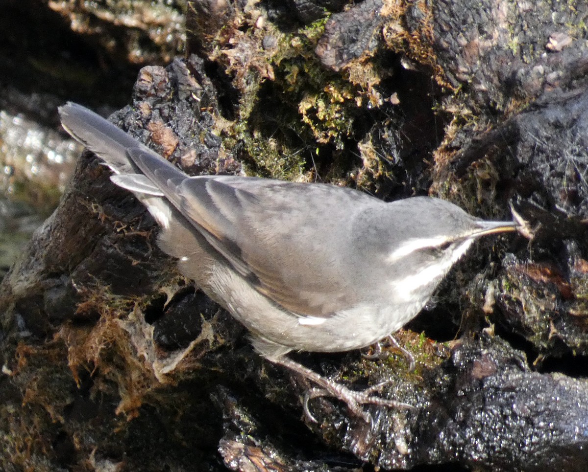 Dark-bellied Cinclodes - Carlos D'Angelo