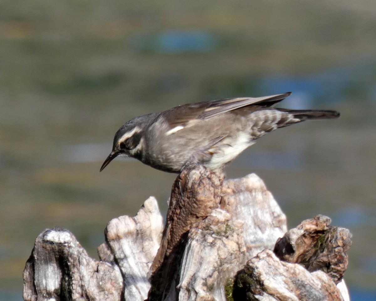 Remolinera Araucana - ML595867121