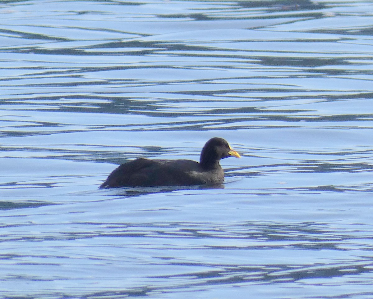 Red-gartered Coot - ML595867241