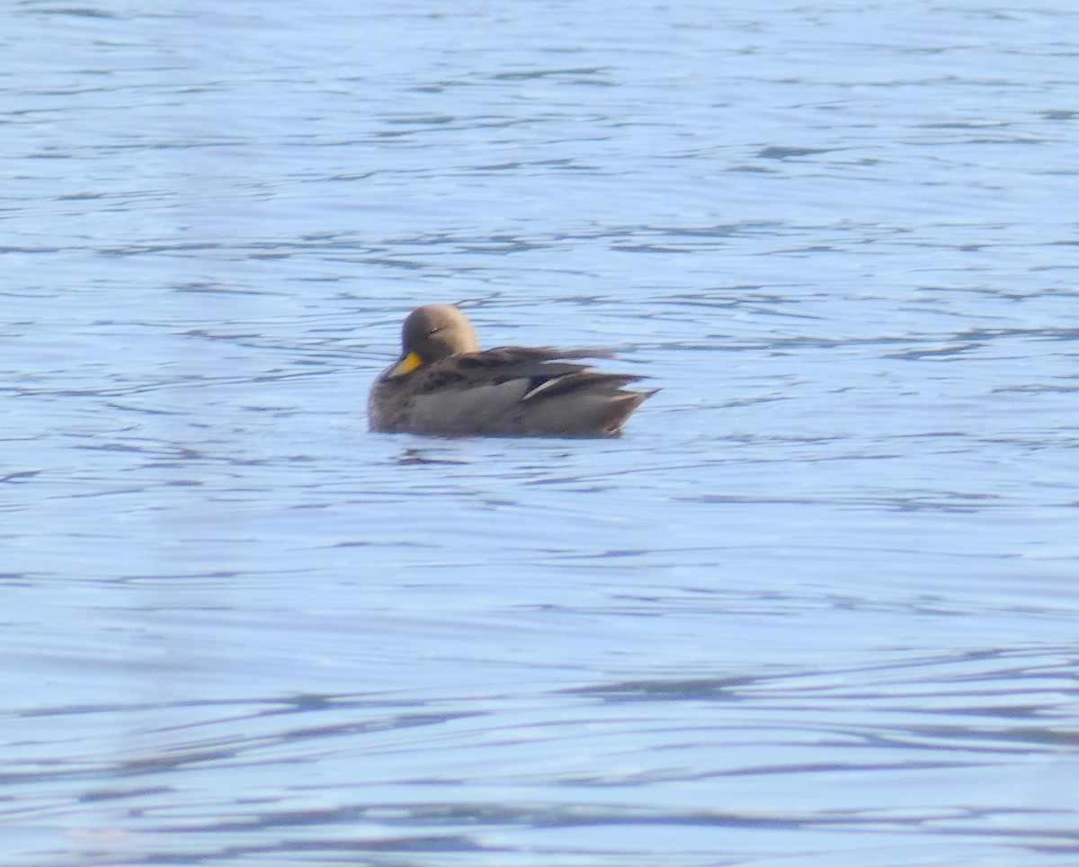 Yellow-billed Teal - ML595867541