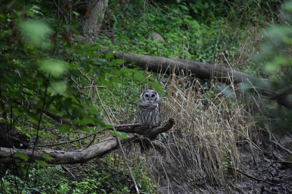 Barred Owl - ML595867721