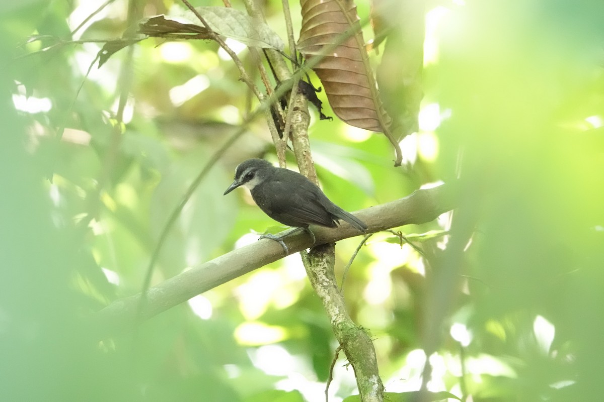 Lunulated Antbird - Daysy Vera Castro