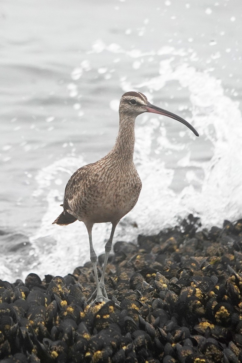 Whimbrel - ML595868031