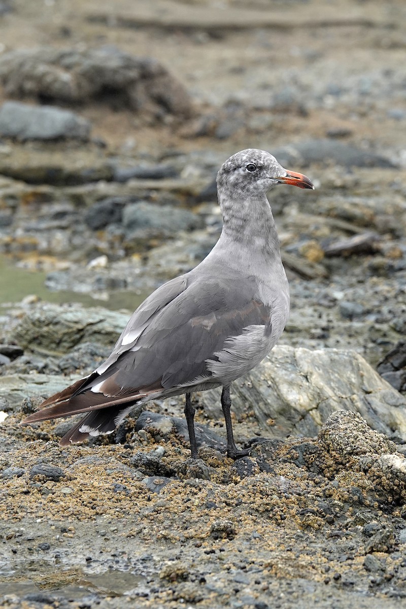 Heermann's Gull - Steve Neely