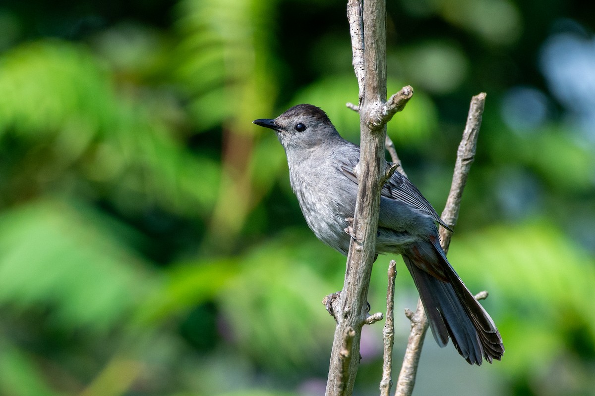 Gray Catbird - ML595868751