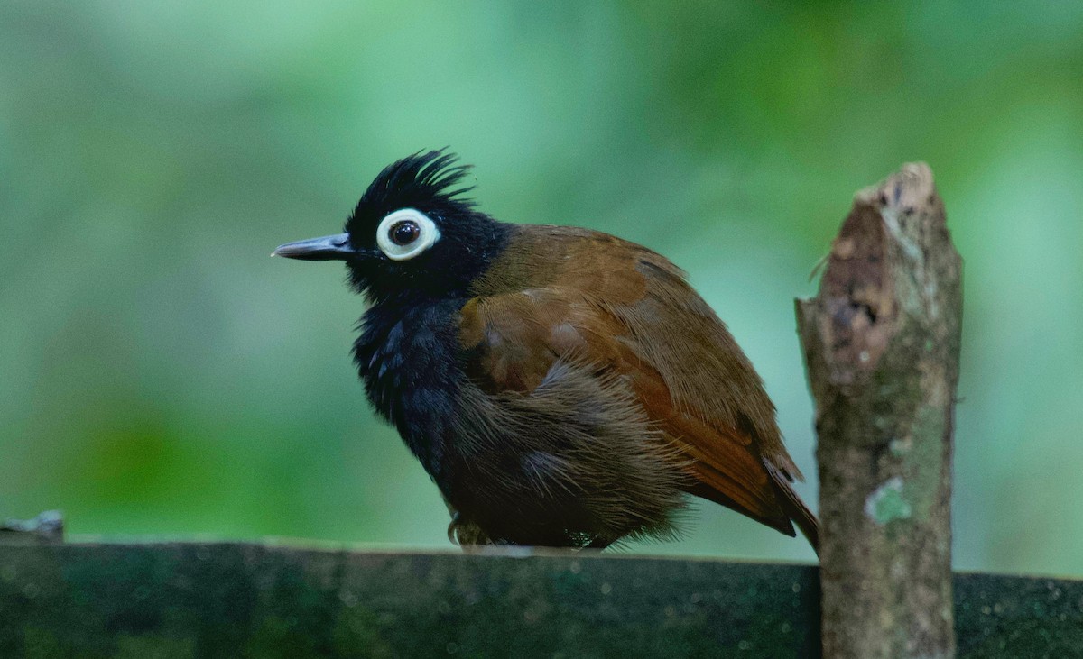 Bare-eyed Antbird - Beto Guido Méndez