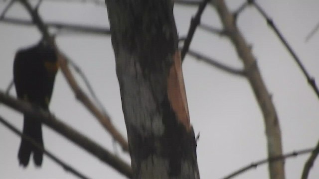 Oriole à épaulettes - ML595869091