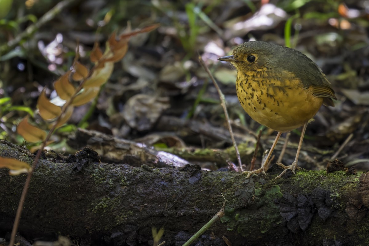 Speckle-breasted Antpitta - ML595869411