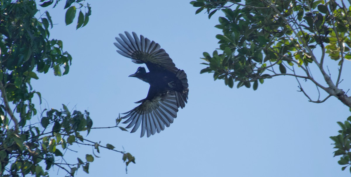 Амазонская зонтичная птица - ML595869771