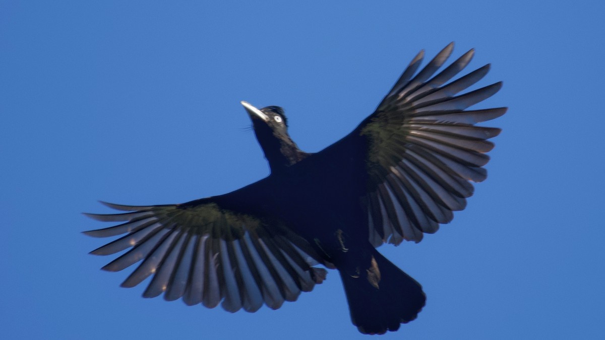 Amazonian Umbrellabird - ML595869801