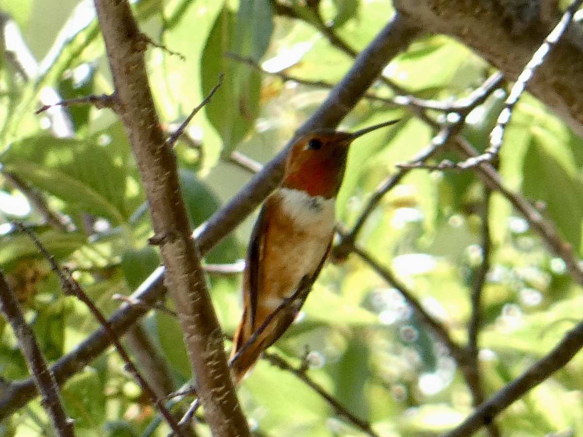 Rufous Hummingbird - Robb Welch