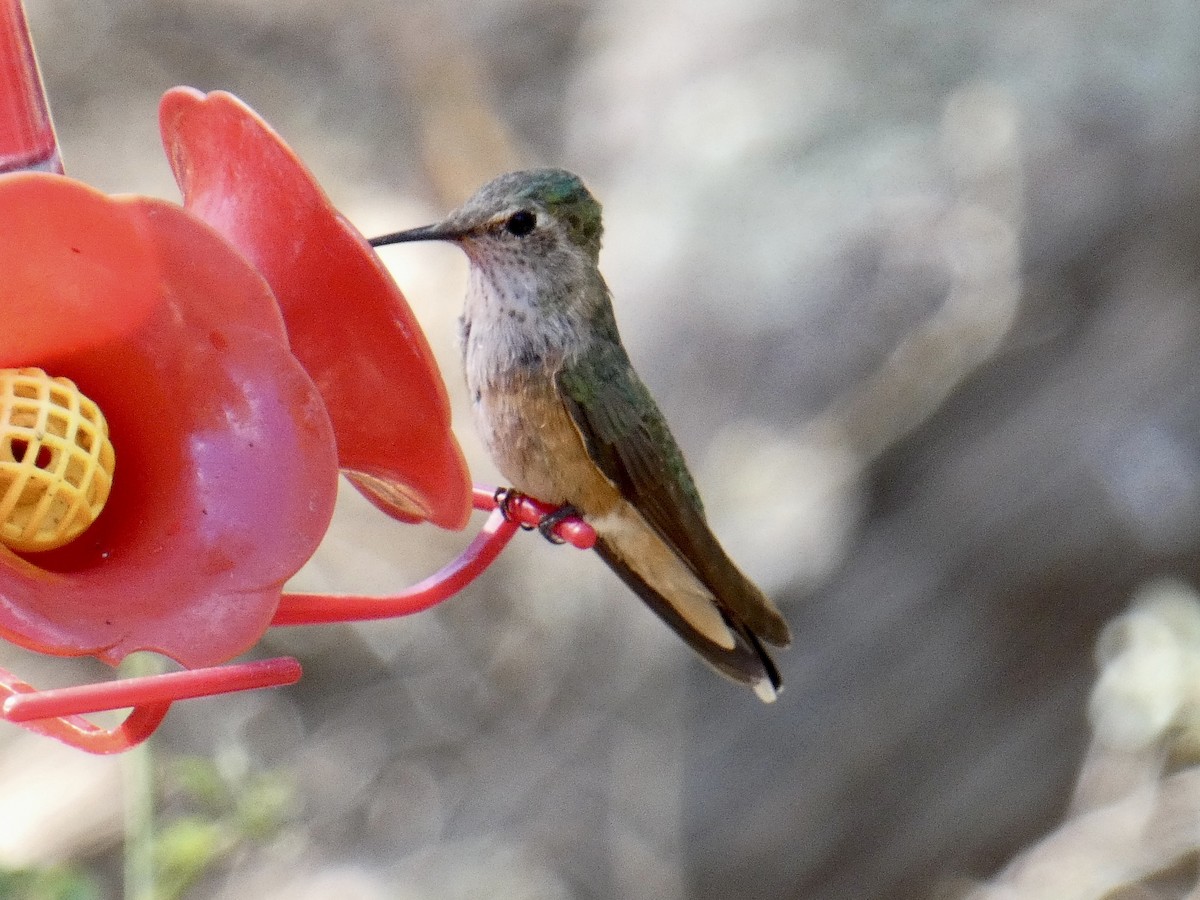 Broad-tailed Hummingbird - Robb Welch