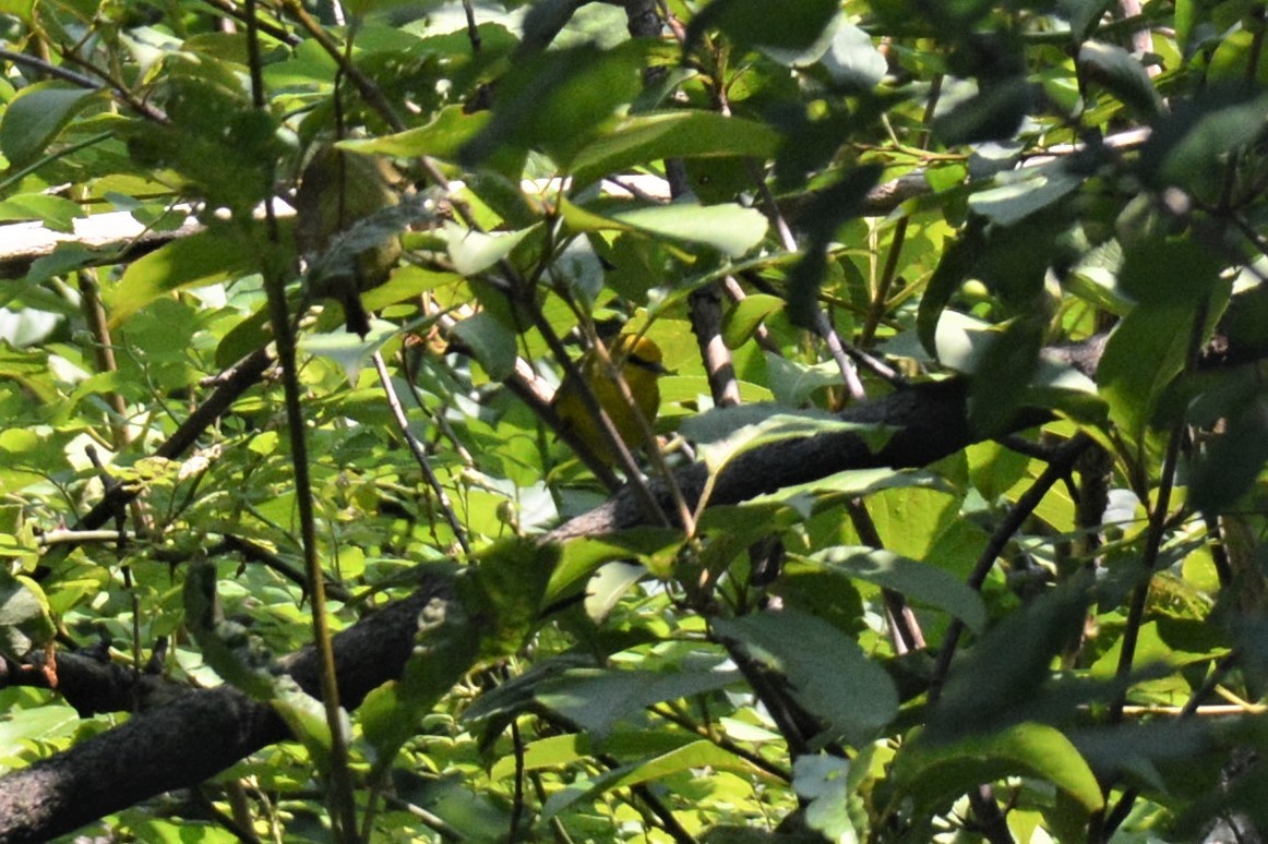 Golden-winged/Blue-winged Warbler - ML595869971
