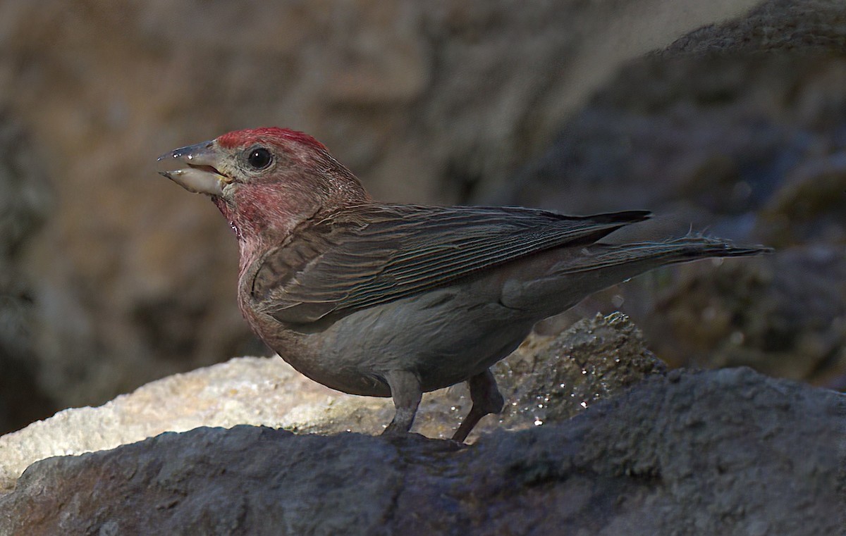 Cassin's Finch - Carol Hippenmeyer