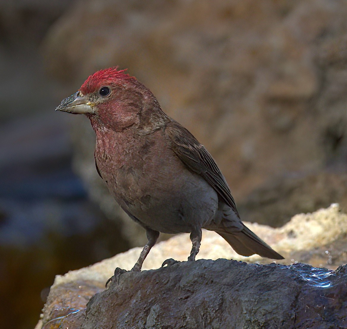 rødkronerosenfink - ML595870081