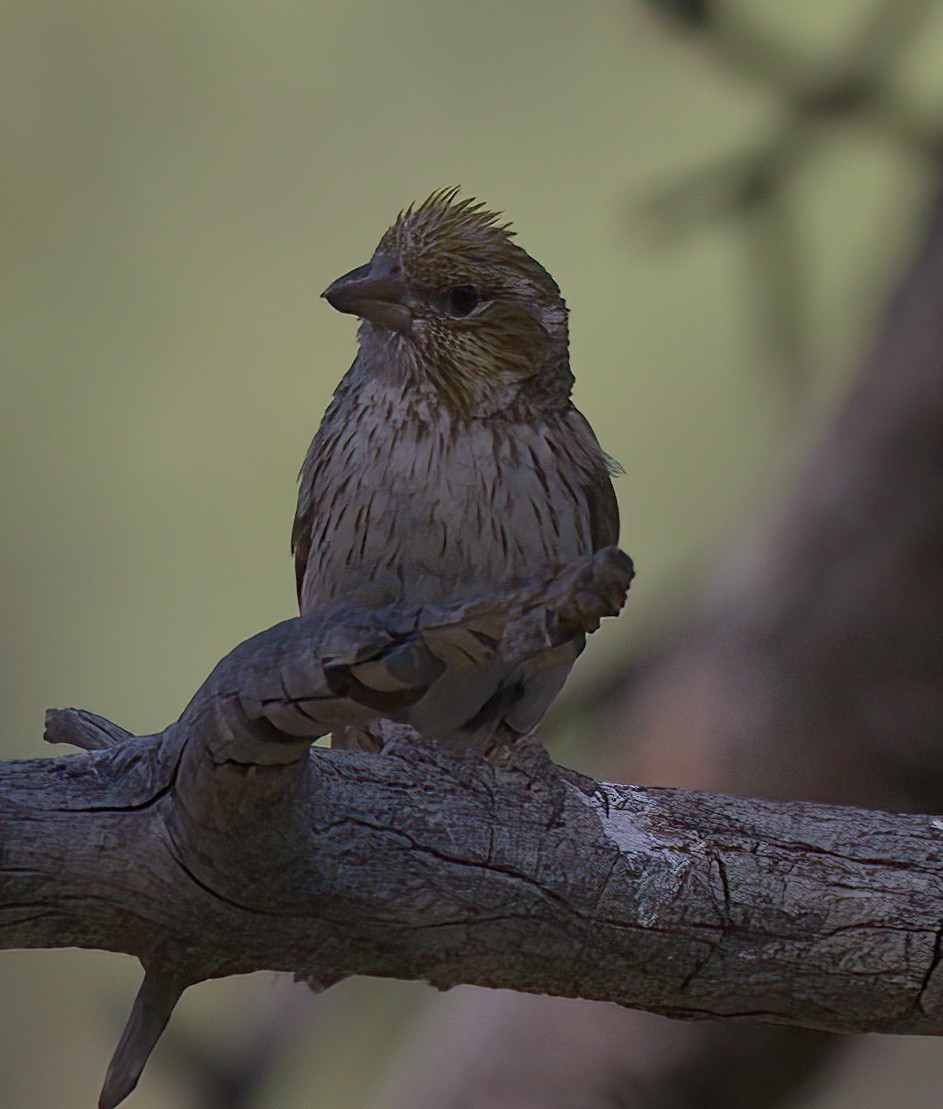 Cassin's Finch - Carol Hippenmeyer