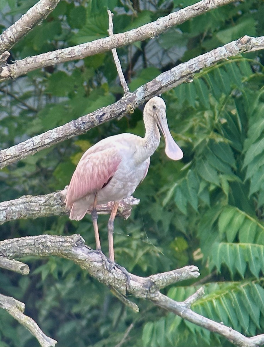 Roseate Spoonbill - Rick Thomas