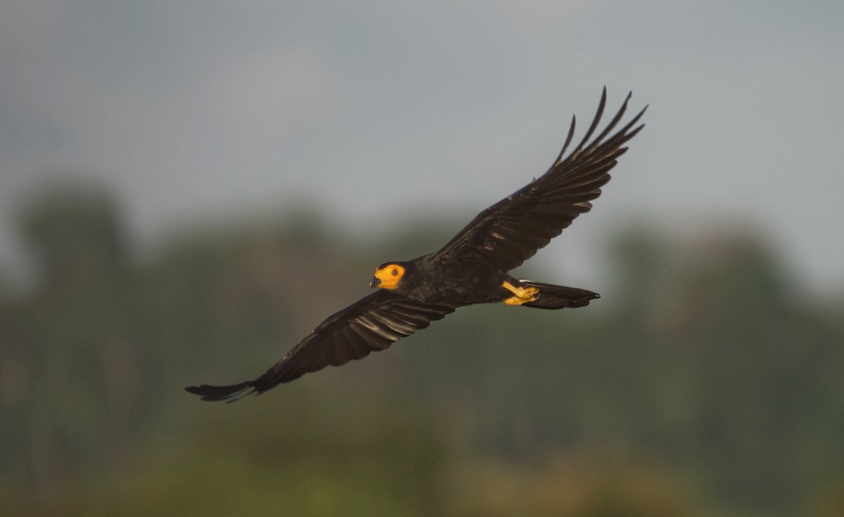 Black Caracara - ML595871121