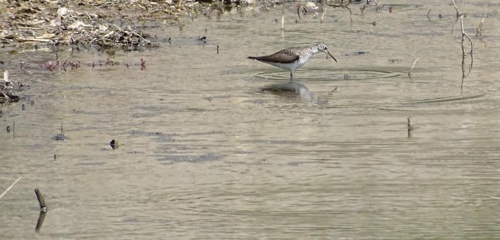 Solitary Sandpiper - ML595871561