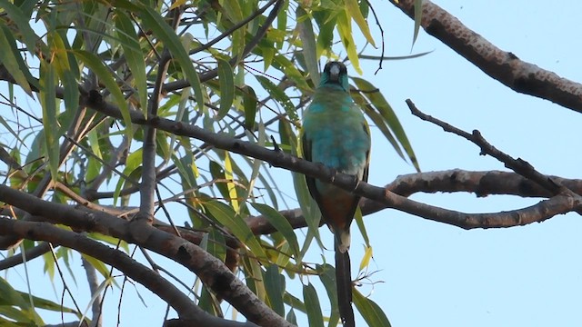 Hooded Parrot - ML595871811