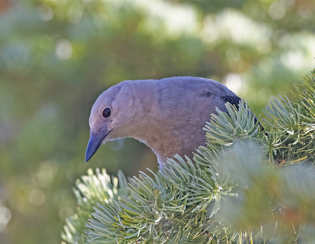 Clark's Nutcracker - ML595873111