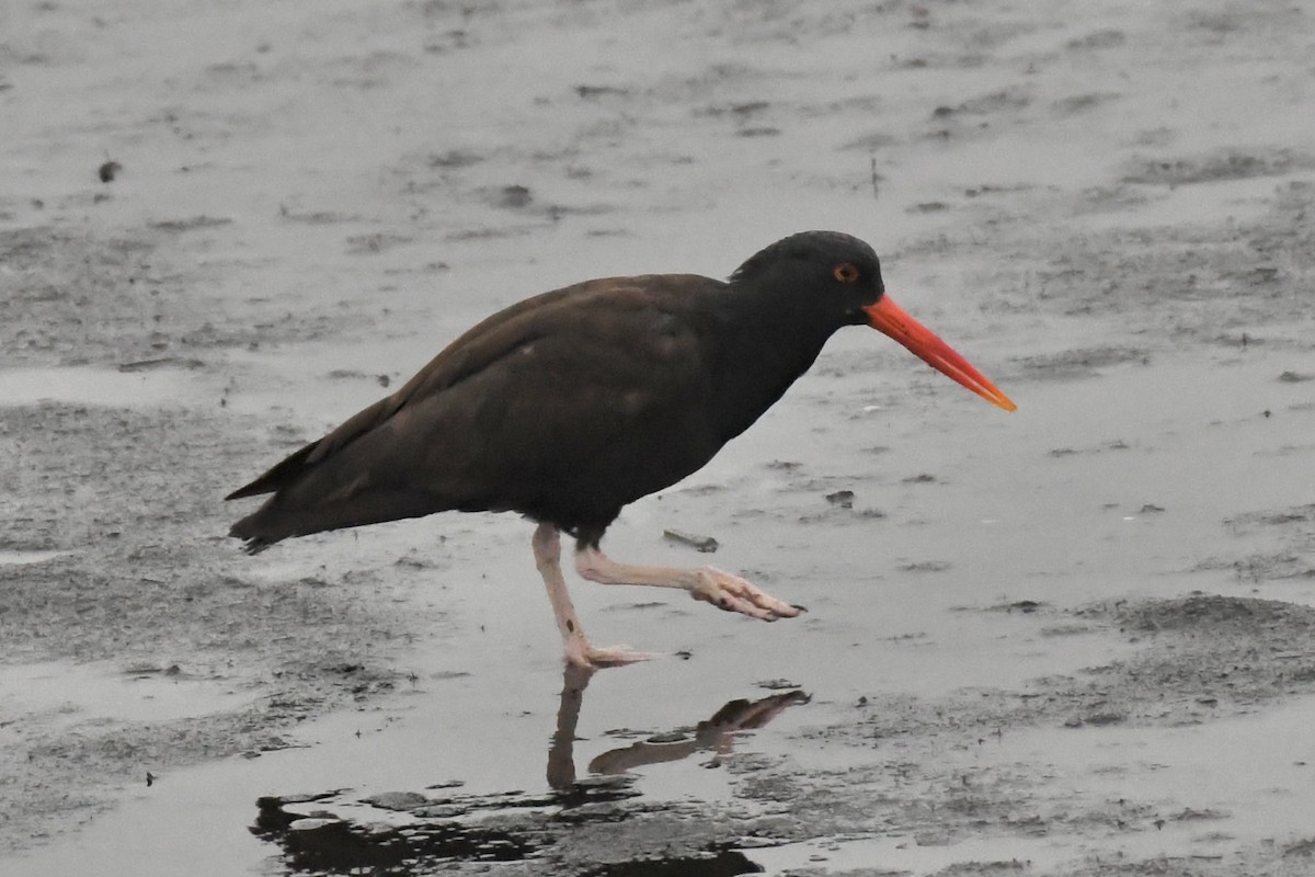 Black Oystercatcher - ML595874321