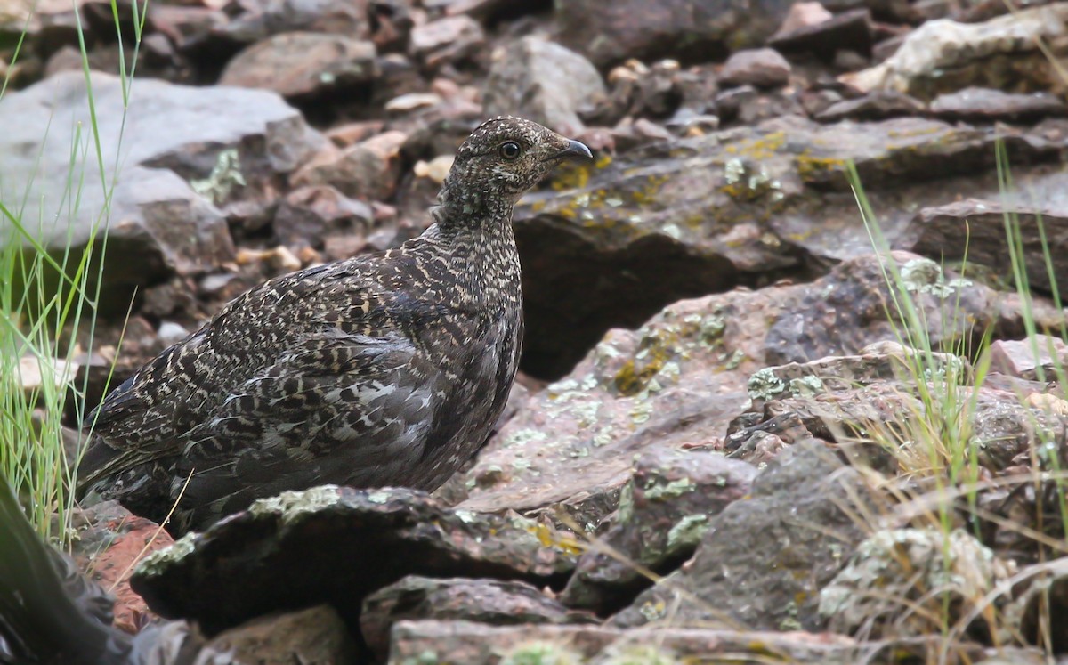 Dusky Grouse - ML595874651