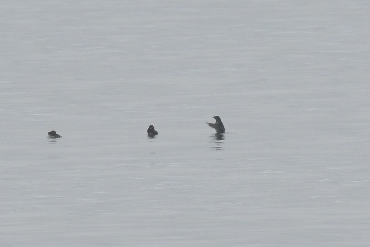 Rhinoceros Auklet - ML595874691