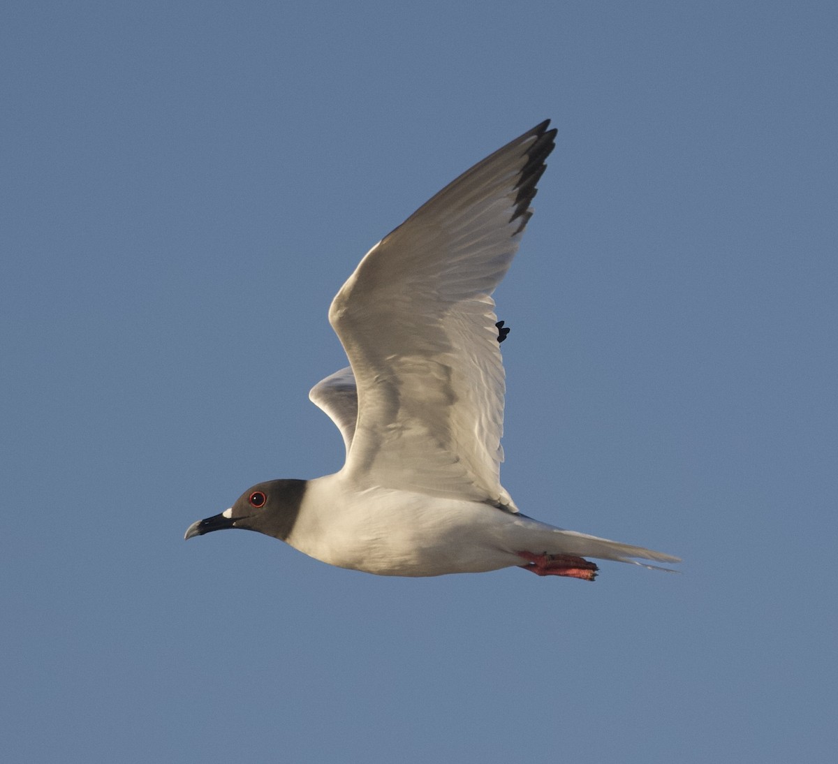 Gaviota Tijereta - ML595875031