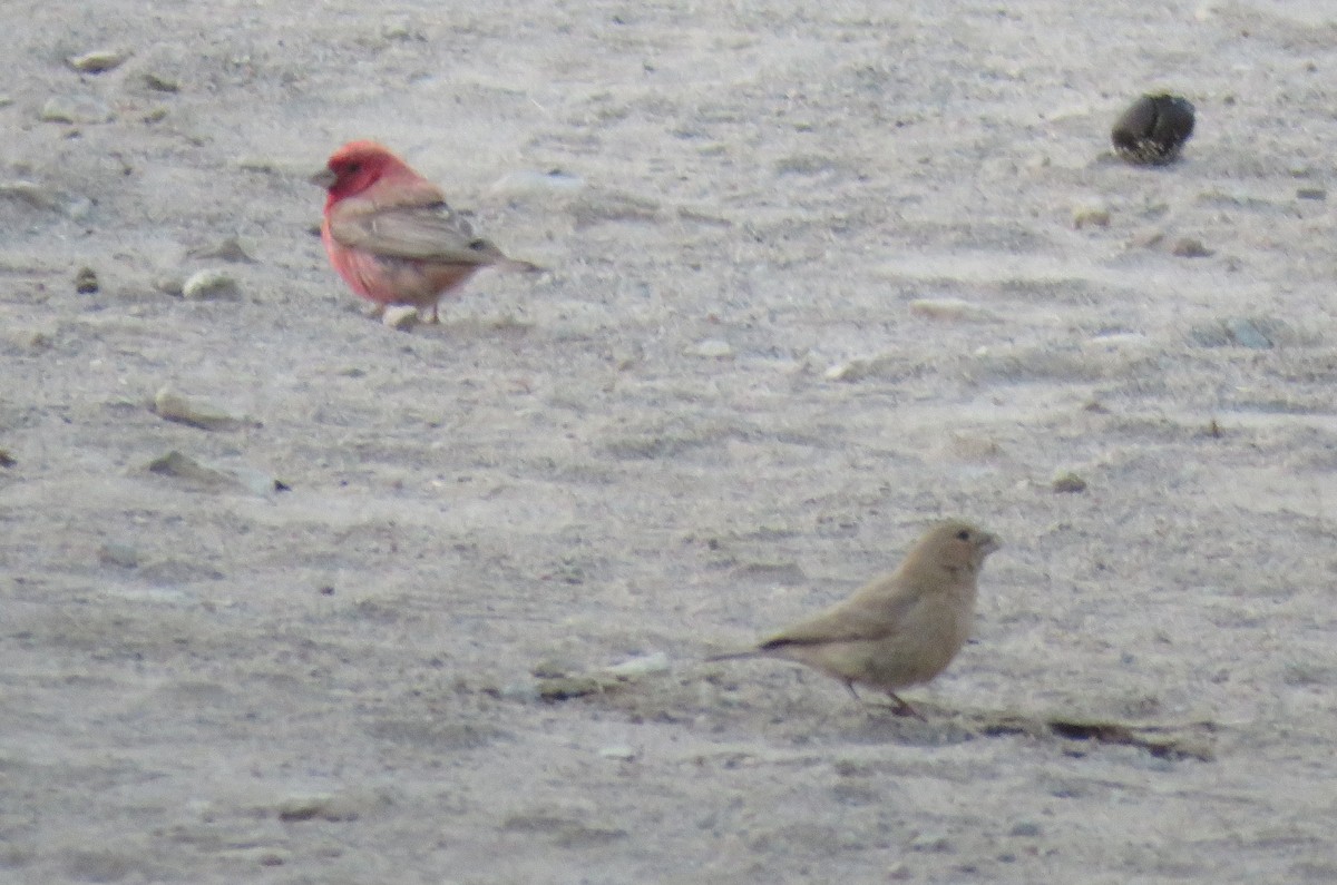 Sinai Rosefinch - ML595875431