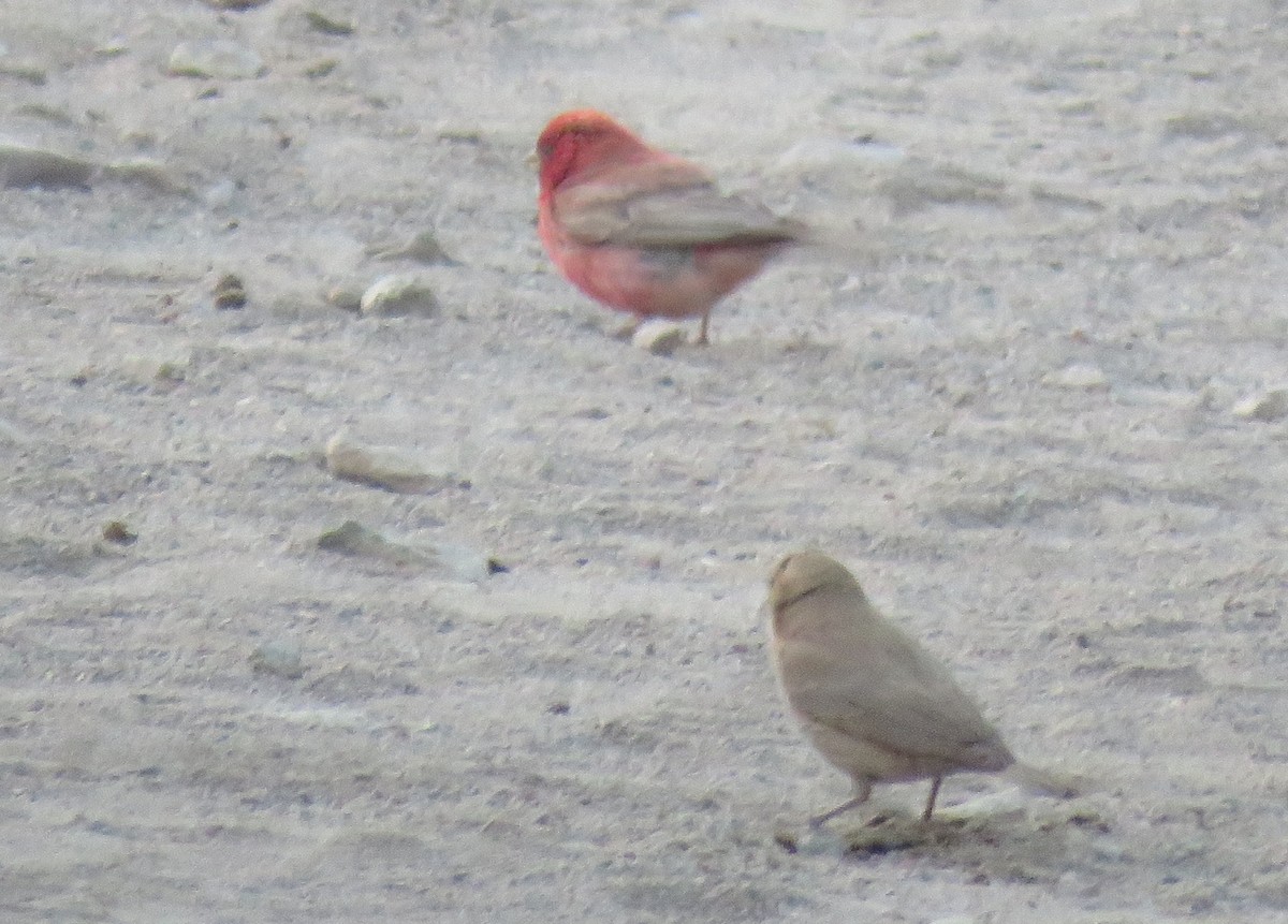 Sinai Rosefinch - Michael Willison