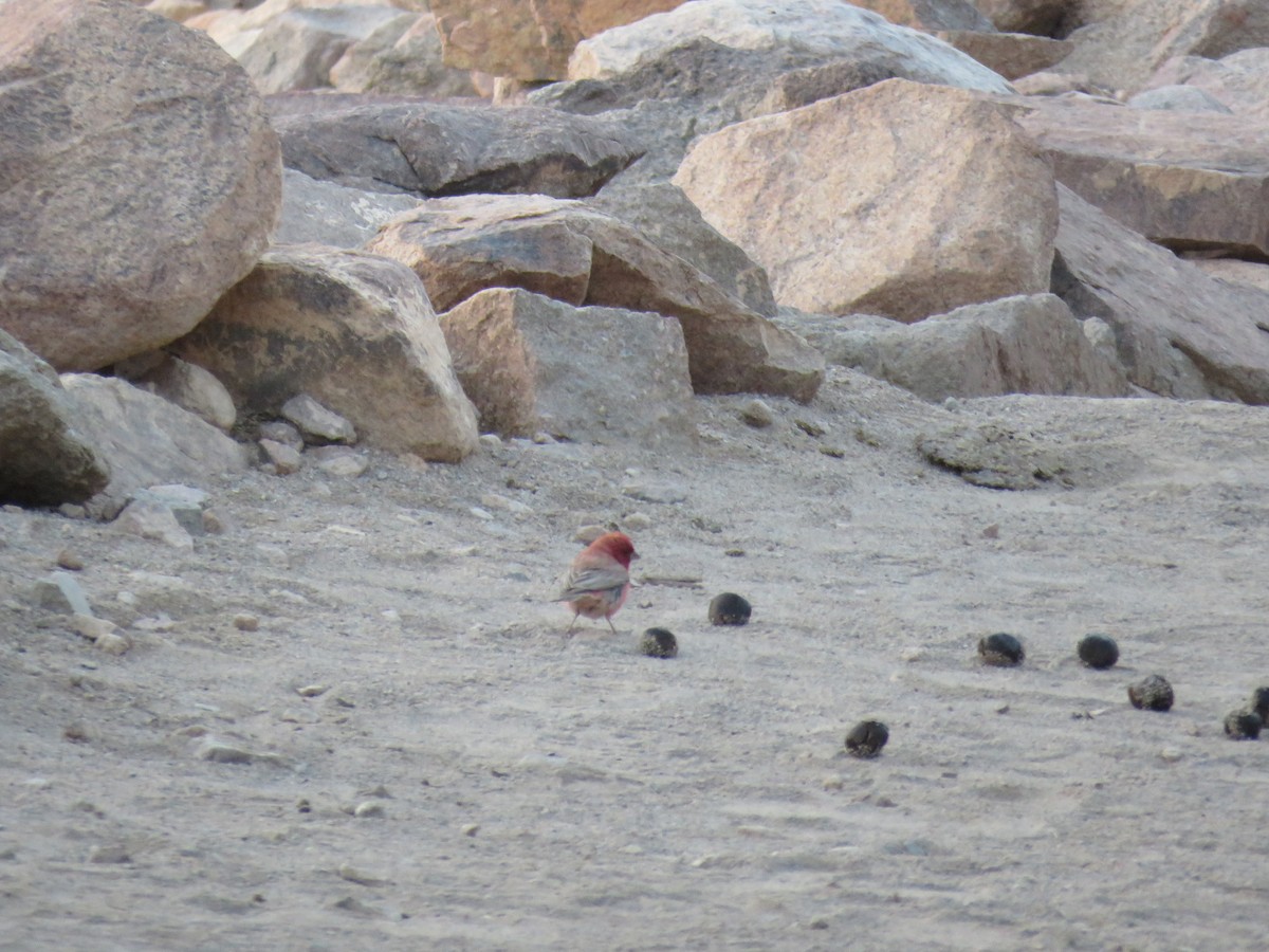 Sinai Rosefinch - ML595875551