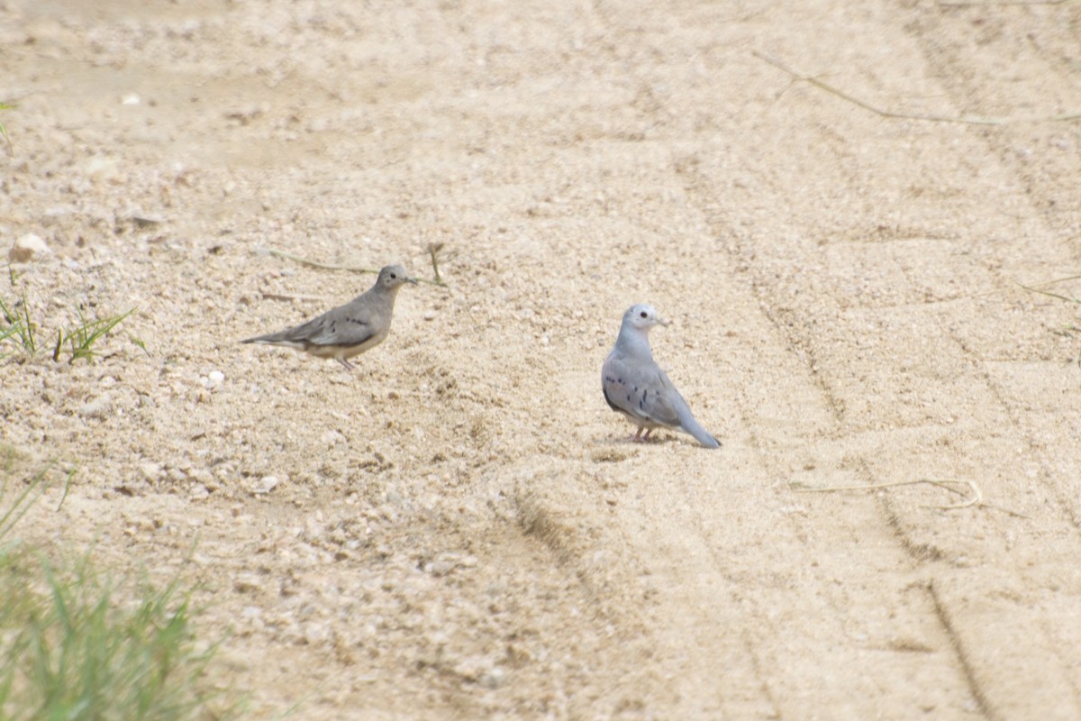 Plain-breasted Ground Dove - ML595875751