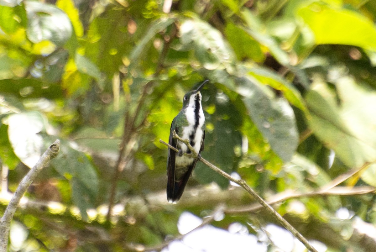 Black-throated Mango - ML595875921