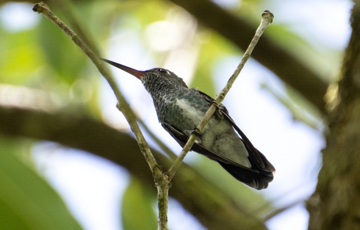 Glittering-throated Emerald - ML595875951