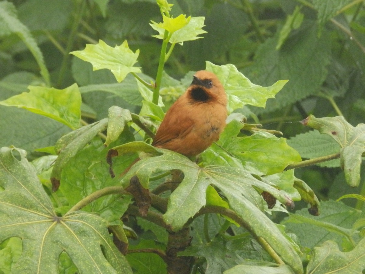 Black-throated Spinetail - ML595876021