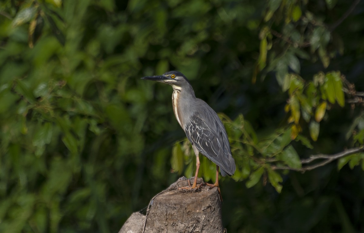 Striated Heron - ML595876031