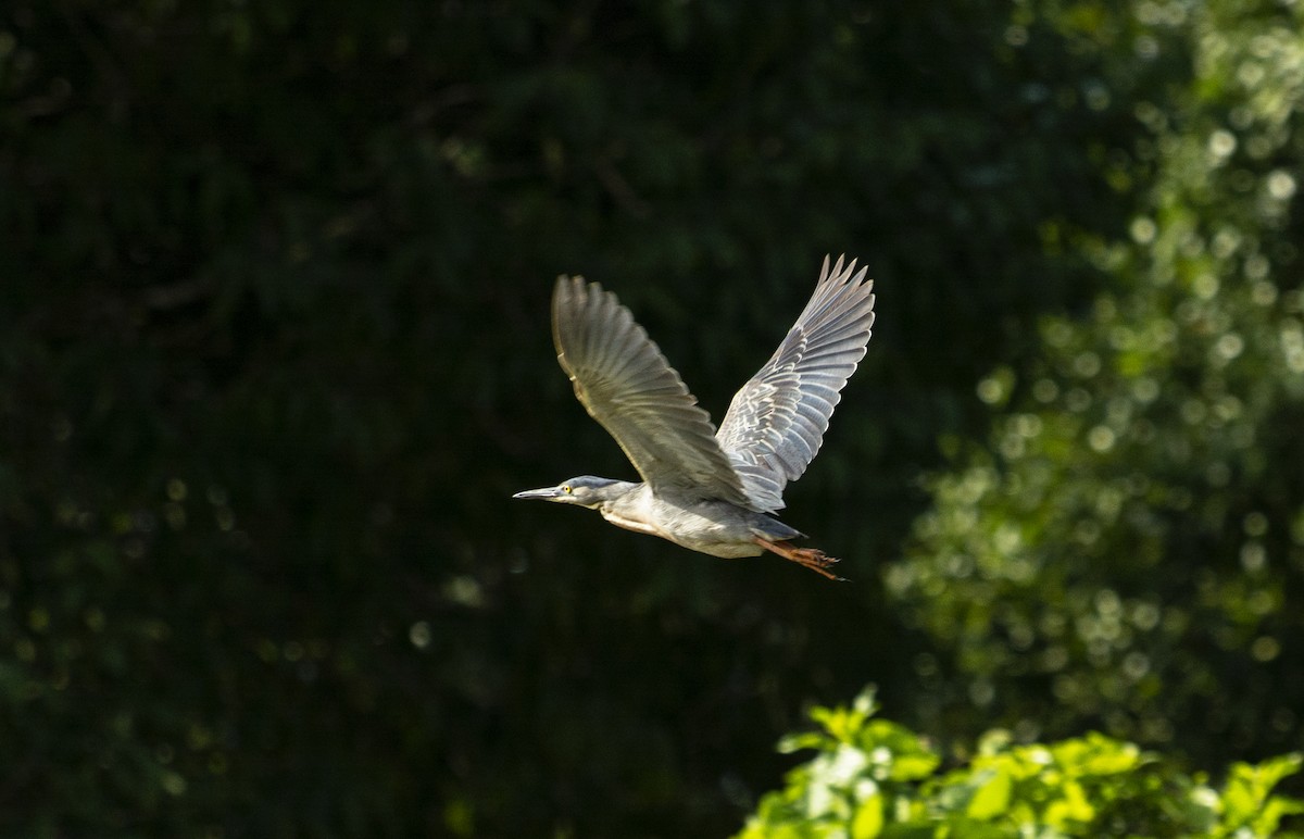 Striated Heron - ML595876041