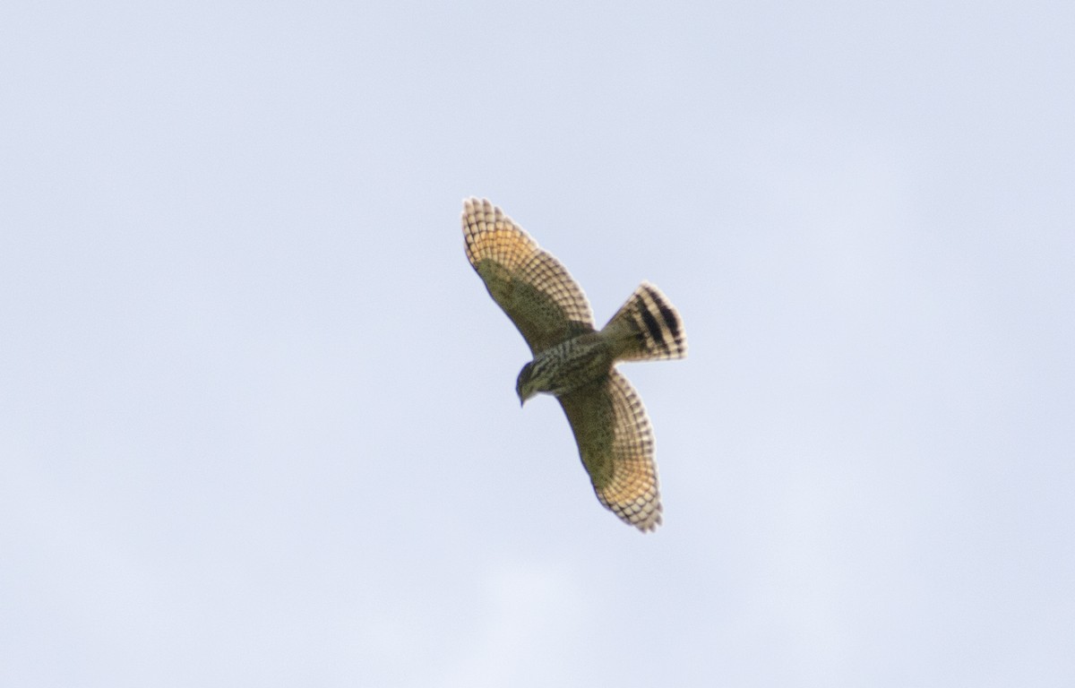 Roadside Hawk - ML595876081